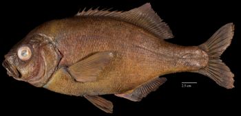 Media type: image;   Ichthyology 29258 Aspect: lateral